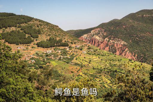 鳄鱼是鱼吗