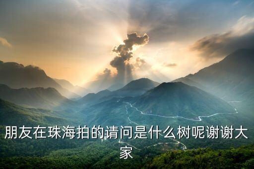苹婆树图片，这是什么植物照片是春节拍的