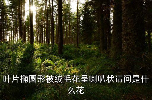 矮牵牛花图片，叶片椭圆形被绒毛花呈喇叭状请问是什么花