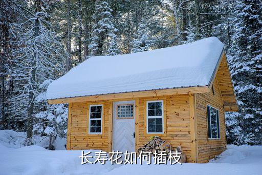 长寿花如何插枝