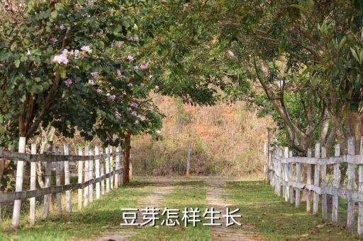 豆芽怎样生长