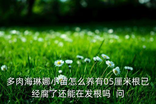 多肉海琳娜小苗怎么养有05厘米根已经腐了还能在发根吗  问