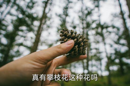 真有攀枝花这种花吗