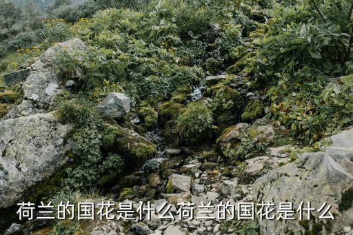荷兰的国花是什么荷兰的国花是什么