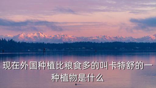 卡特叶，现在外国种植比粮食多的叫卡特舒的一种植物是什么