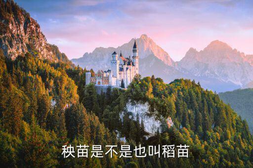 秧苗，秧苗是不是也叫稻苗