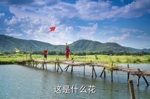 这是什么花