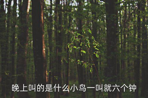 晚上叫的鸟，晚上叫的是什么小鸟一叫就六个钟