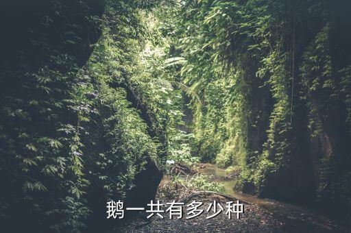 鹅一共有多少种
