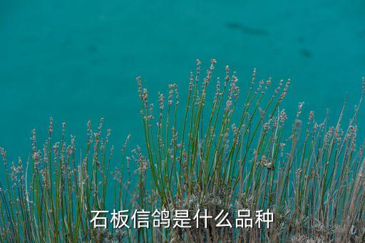 石板信鸽是什么品种