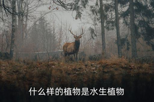 什么样的植物是水生植物