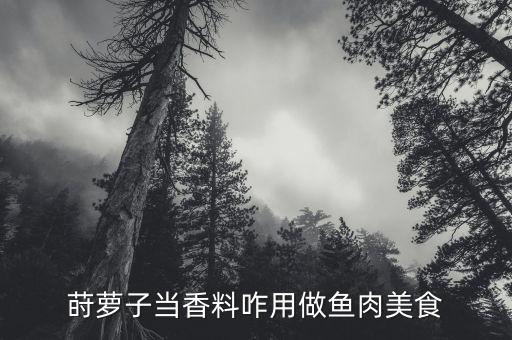莳萝子，中药石洛子的俗称是什么
