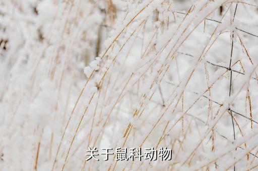 关于鼠科动物