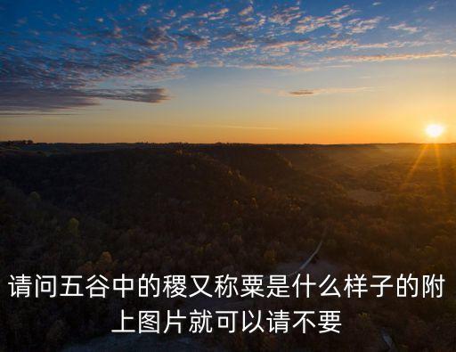 请问五谷中的稷又称粟是什么样子的附上图片就可以请不要