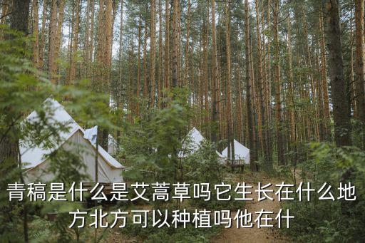 青蒿是艾草吗，艾叶和蒿子是一种吗