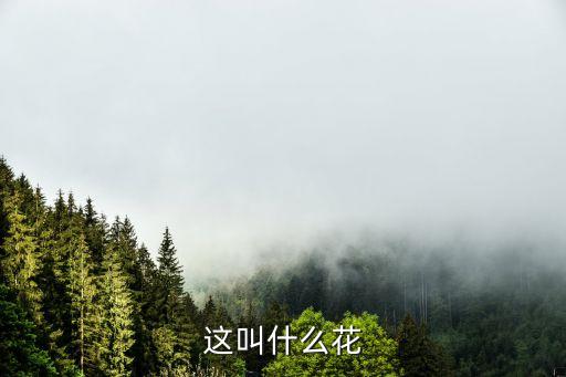 这叫什么花