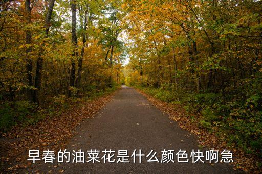 早春的油菜花是什么颜色快啊急