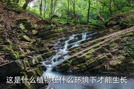 这是什么植物在什么环境下才能生长