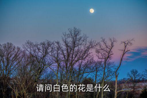 请问白色的花是什么