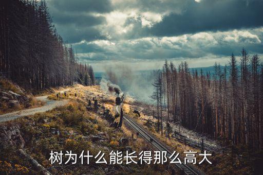 树为什么会长高，树为什么会长高