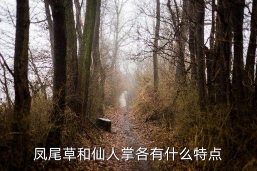 凤尾草，凤尾草长什么样