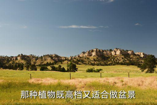 那种植物既高档又适合做盆景