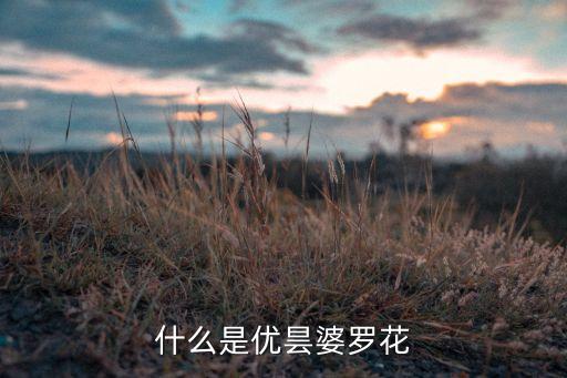 优昙婆罗花，优昙婆箩花是什么花长什么样子