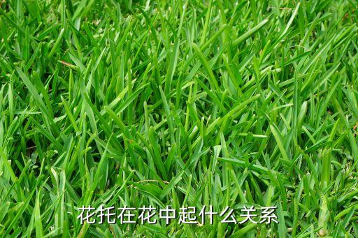 花托在花中起什么关系