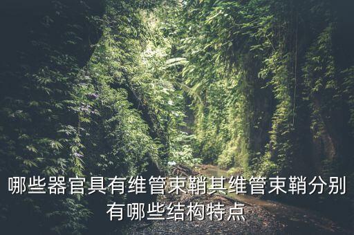 维管束鞘，哪些器官具有维管束鞘其维管束鞘分别有哪些结构特点