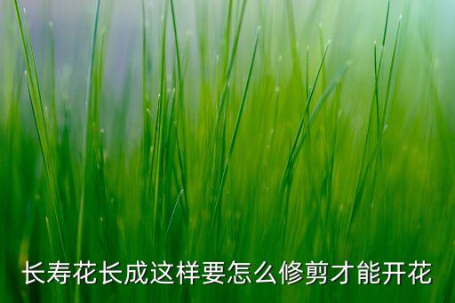 长寿花怎样修剪，请教长寿花如何修剪