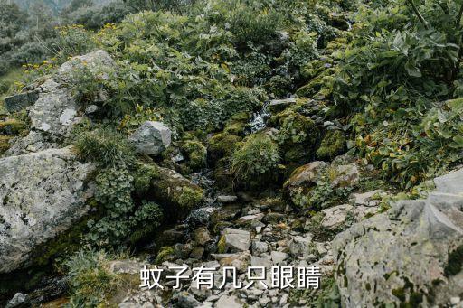 蚊子有几只眼睛