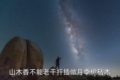 山木香不能老干扦插做月季树砧木