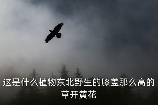 白屈菜别名，这种开黄花的植物很常见谁知道它的名字啊