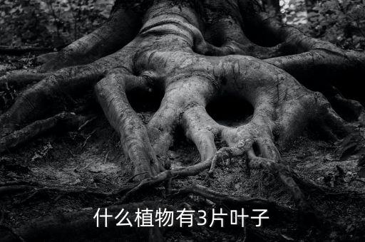 什么植物有3片叶子
