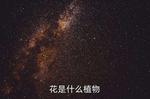 花是什么植物