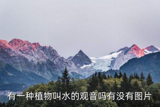 有一种植物叫水的观音吗有没有图片