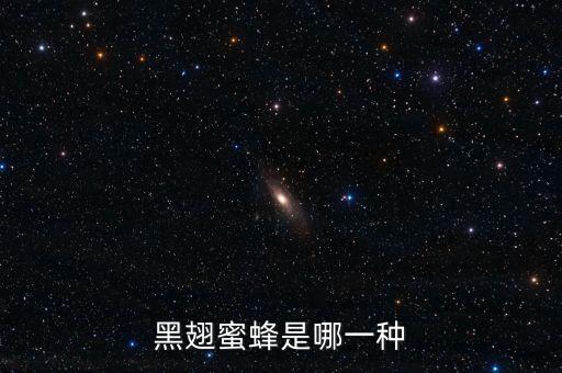 黑翅蜜蜂是哪一种