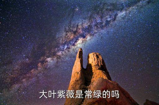 大叶紫薇是常绿的吗