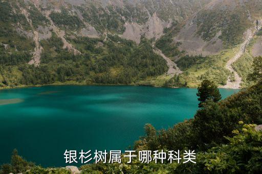银杉树属于哪种科类