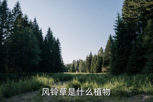 风铃草是什么植物