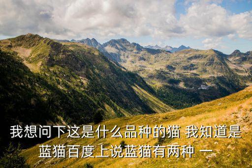 蓝猫属于什么品种，我想问下这是什么品种的猫 我知道是蓝猫百度上说蓝猫有两种 一