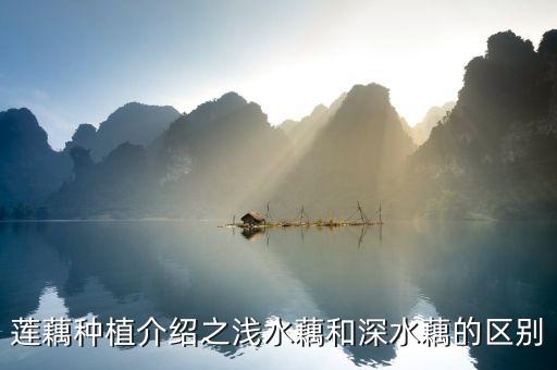 浅水藕，莲藕种植介绍之浅水藕和深水藕的区别
