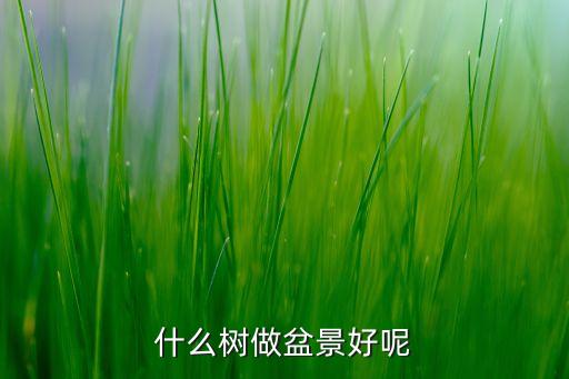 树木盆景，什么树做出来的盆景最好