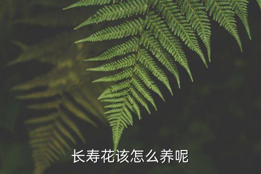 长寿花的养殖方法和注意事项，长寿花怎样养