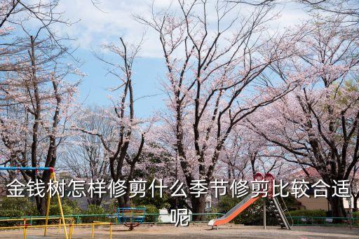 金钱树怎样修剪什么季节修剪比较合适呢