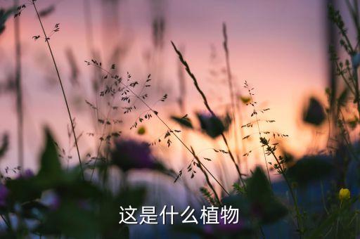 皇帝菊，