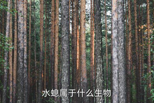 水螅属于什么生物