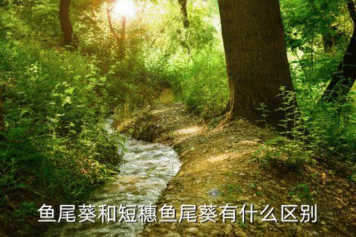 短穗鱼尾葵，在南宁看到一种高大的植物结出的果实很像葡萄是紫色的外壳是硬