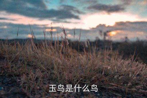 玉鸟是什么鸟
