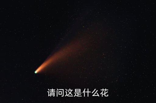 请问这是什么花